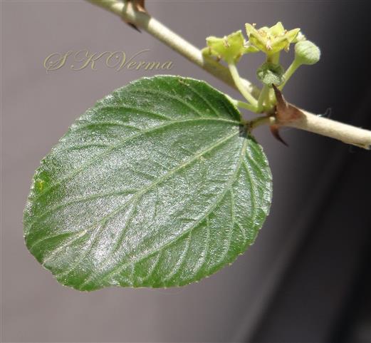  Leaf-Adaxial view